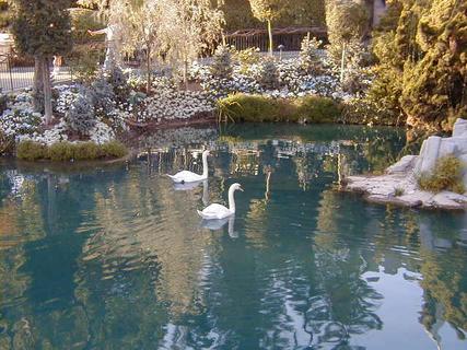 Swans outside Sleeping Beauty's Castle<br>Location: <a href="https://www.google.com/maps/search/?api=1&query=33.81268,-117.91899" target="_new">Disneyland</a>